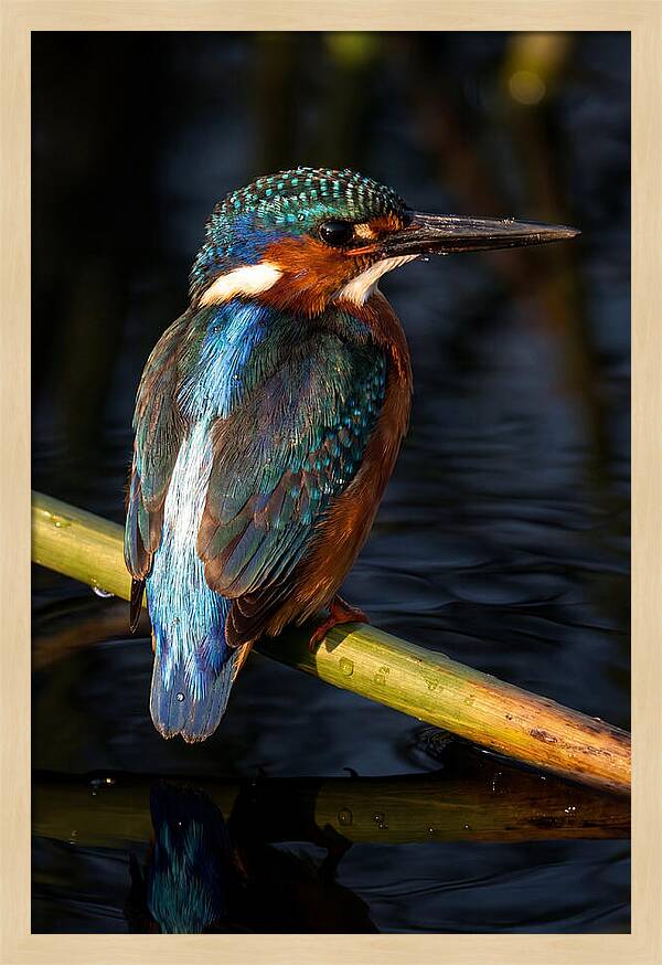 Kingfisher Perched In Serenity
