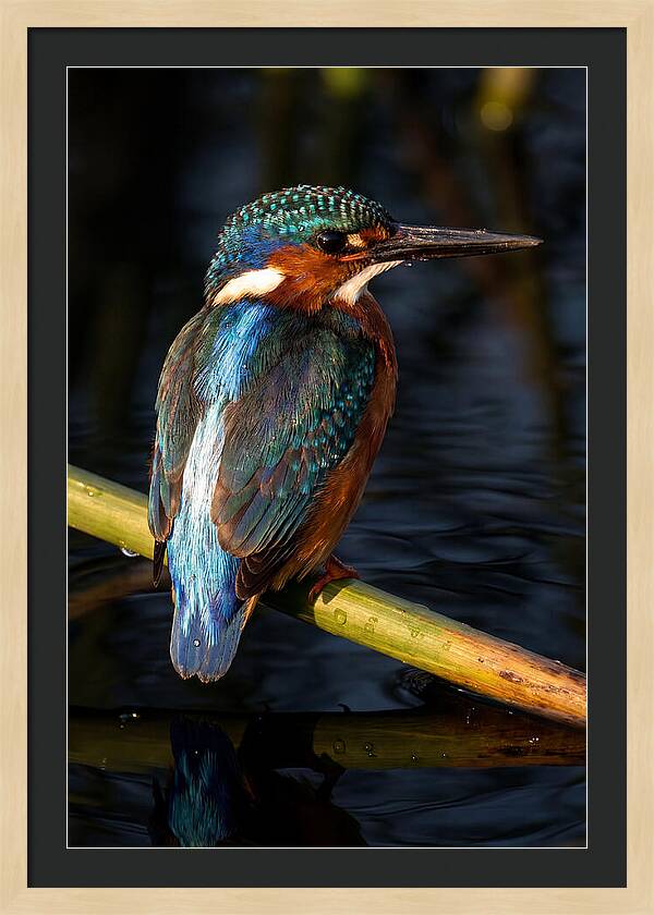 Kingfisher Perched In Serenity