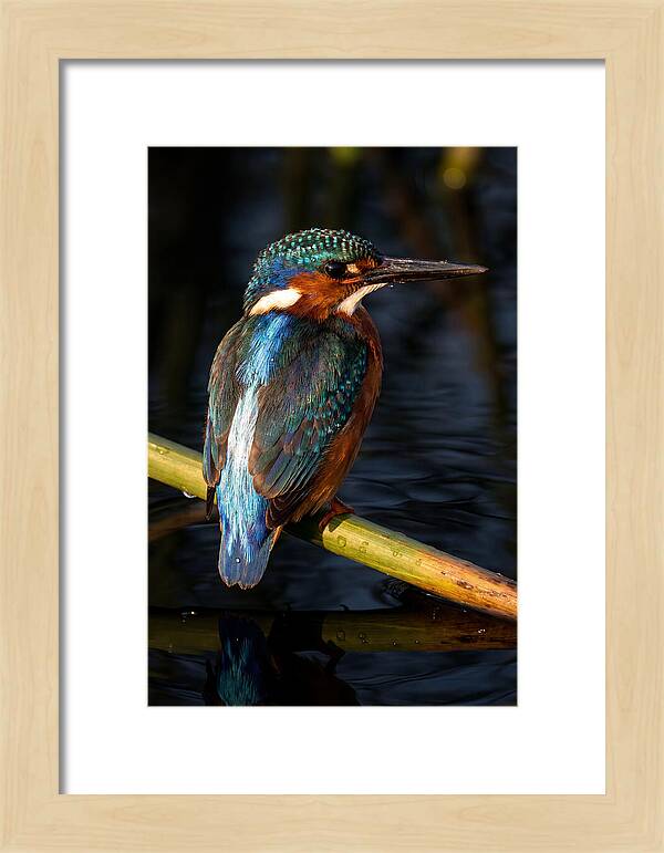 Kingfisher Perched In Serenity