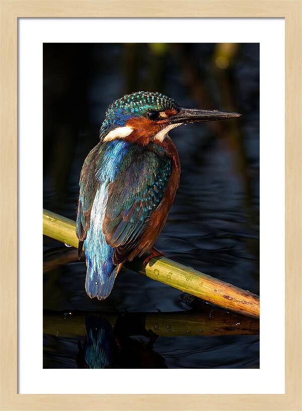 Kingfisher Perched In Serenity