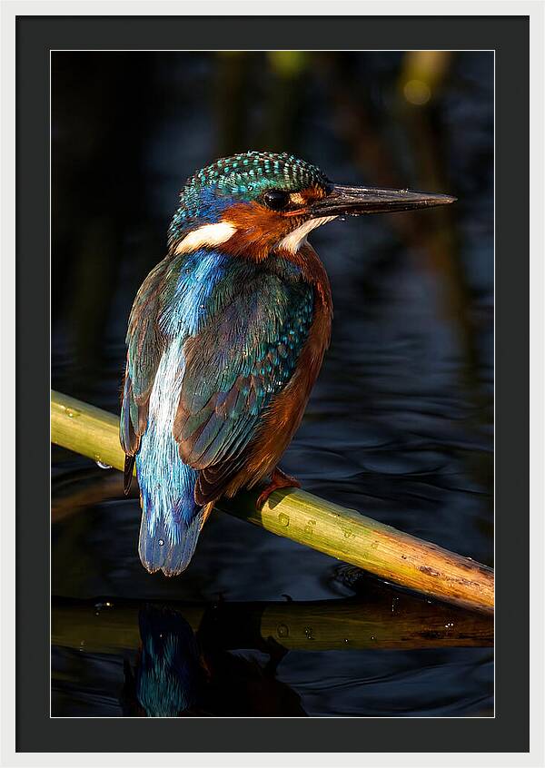 Kingfisher Perched In Serenity
