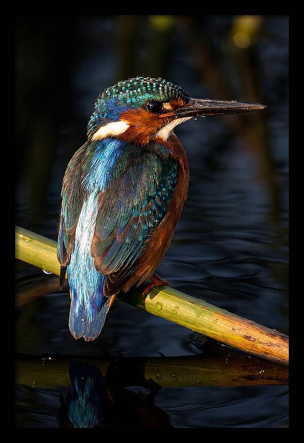 Kingfisher Perched In Serenity