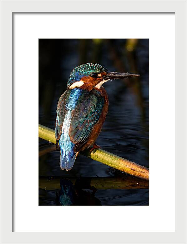 Kingfisher Perched In Serenity