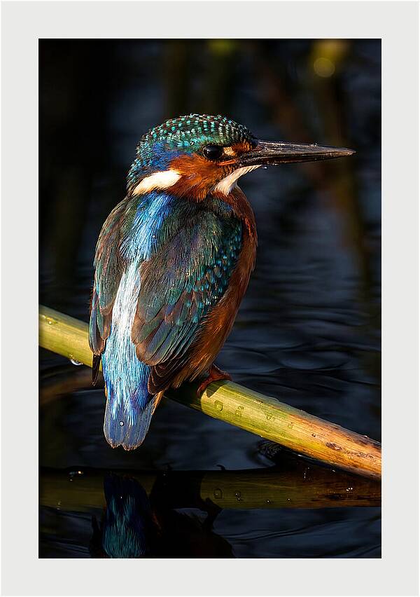 Kingfisher Perched In Serenity
