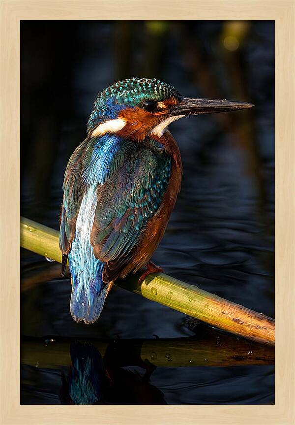 Kingfisher Perched In Serenity
