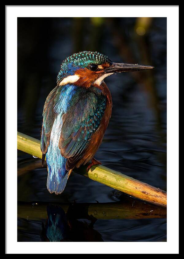 Kingfisher Perched In Serenity