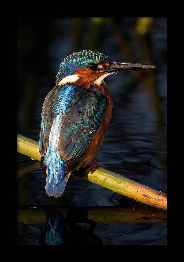 Kingfisher Perched In Serenity
