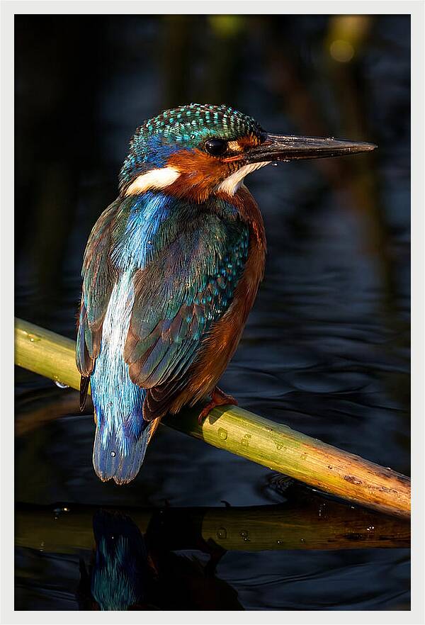 Kingfisher Perched In Serenity