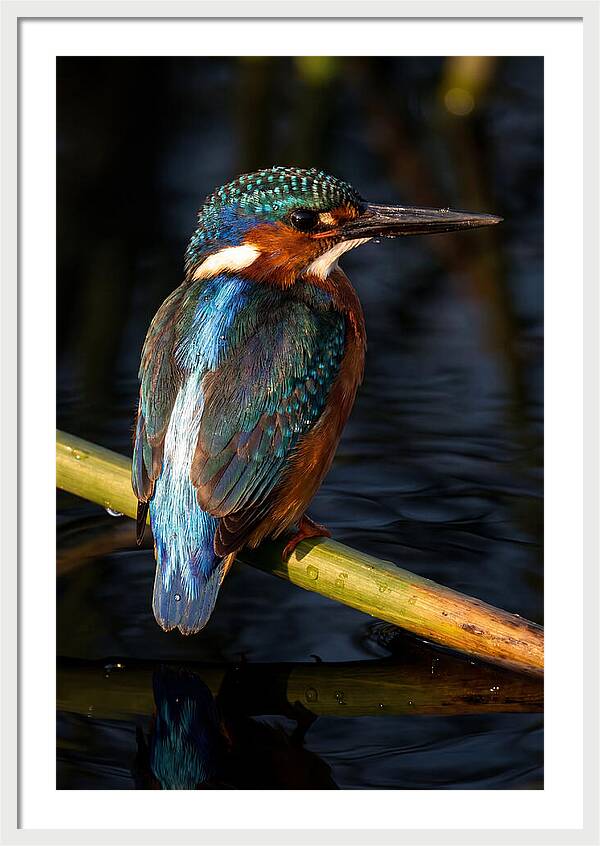 Kingfisher Perched In Serenity