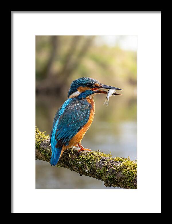 Kingfisher With Catch