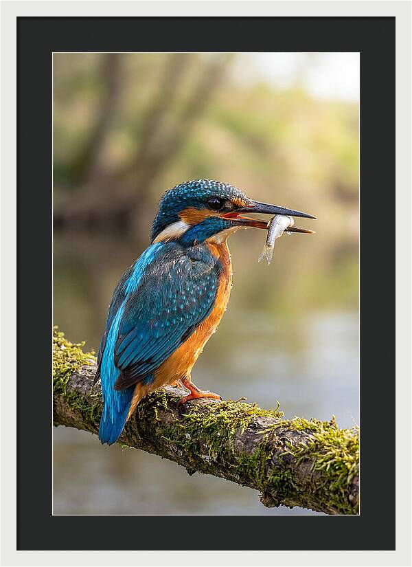 Kingfisher With Catch