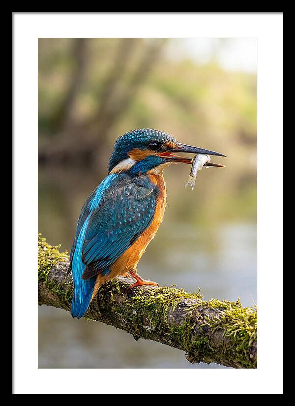 Kingfisher With Catch