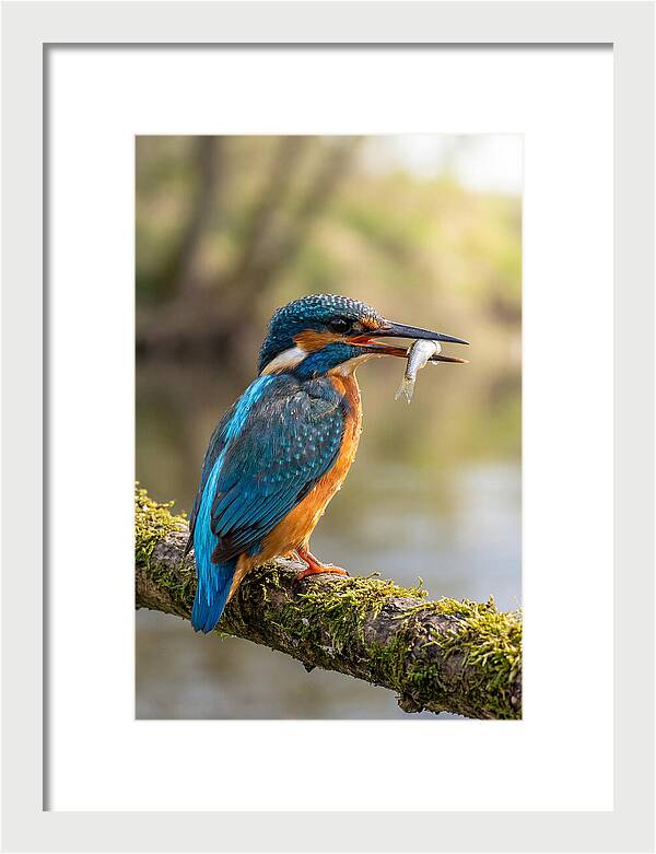 Kingfisher With Catch