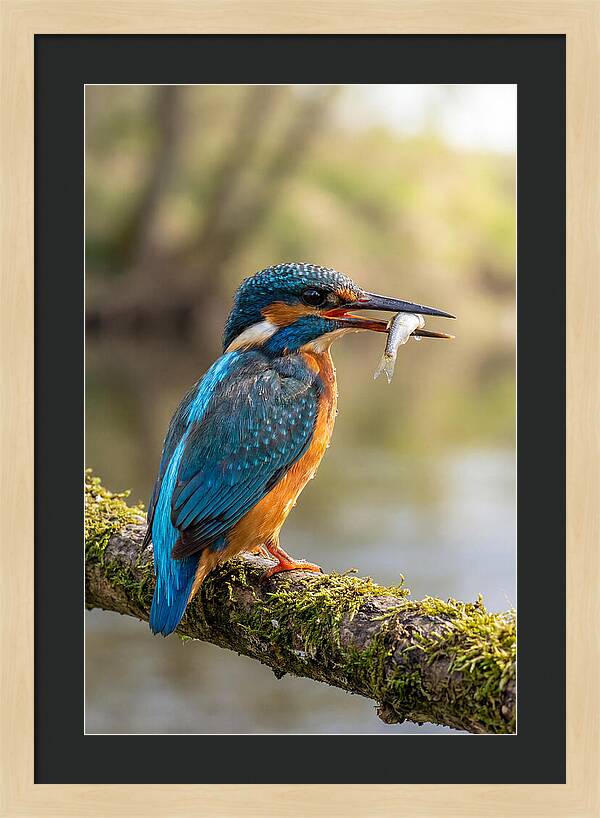 Kingfisher With Catch