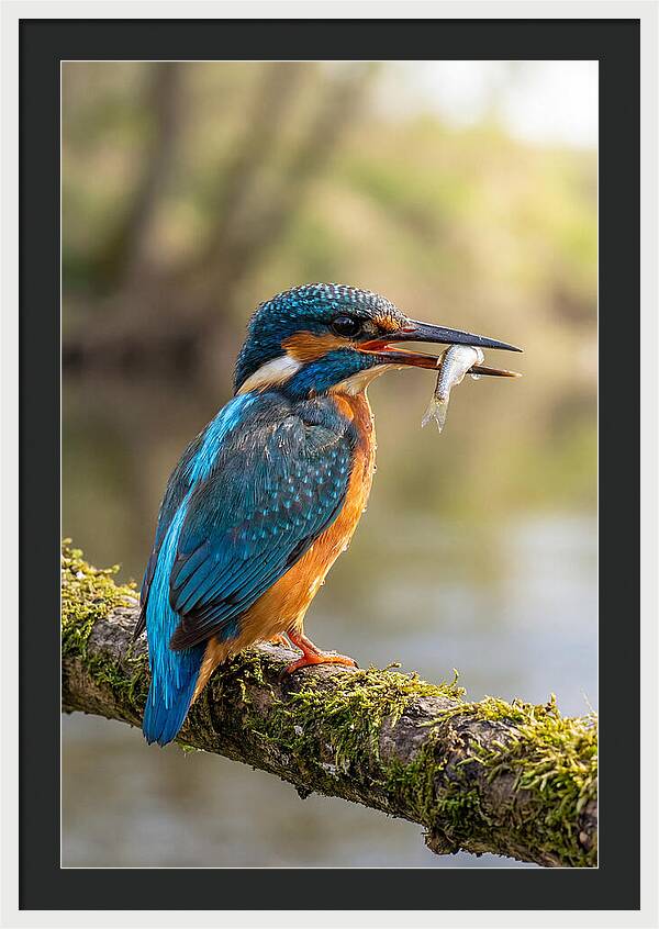 Kingfisher With Catch
