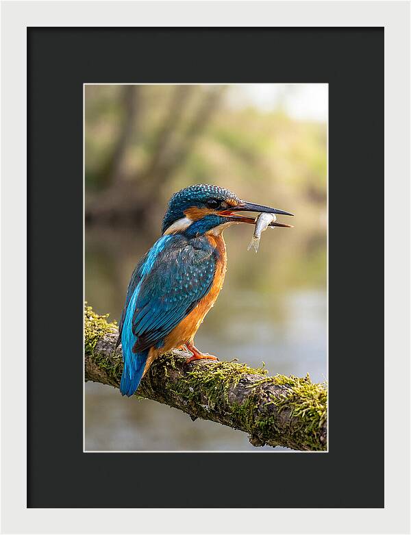 Kingfisher With Catch