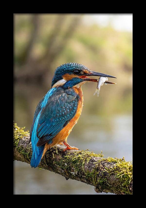 Kingfisher With Catch