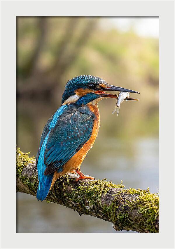 Kingfisher With Catch