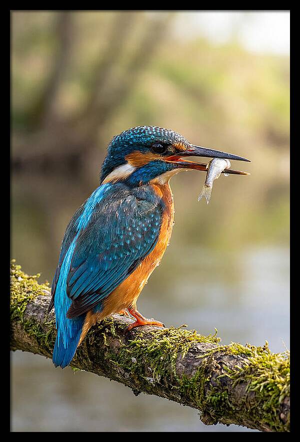 Kingfisher With Catch