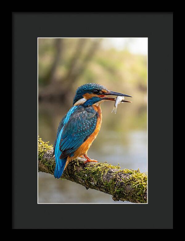 Kingfisher With Catch