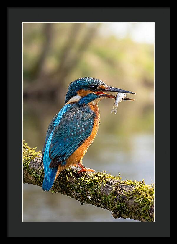 Kingfisher With Catch