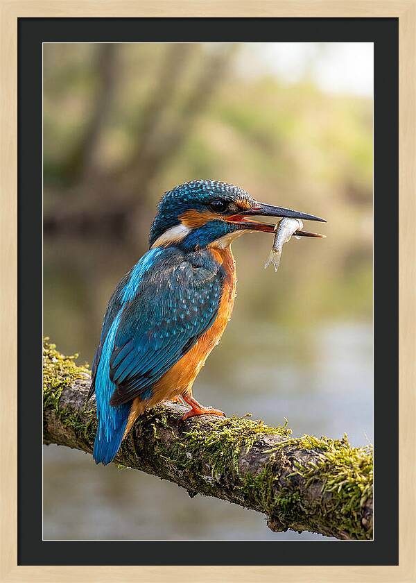 Kingfisher With Catch