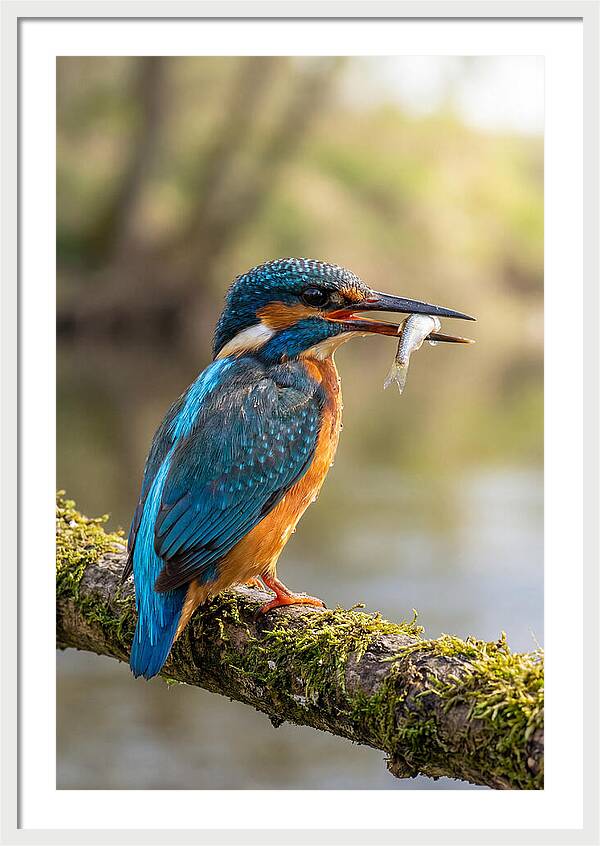 Kingfisher With Catch