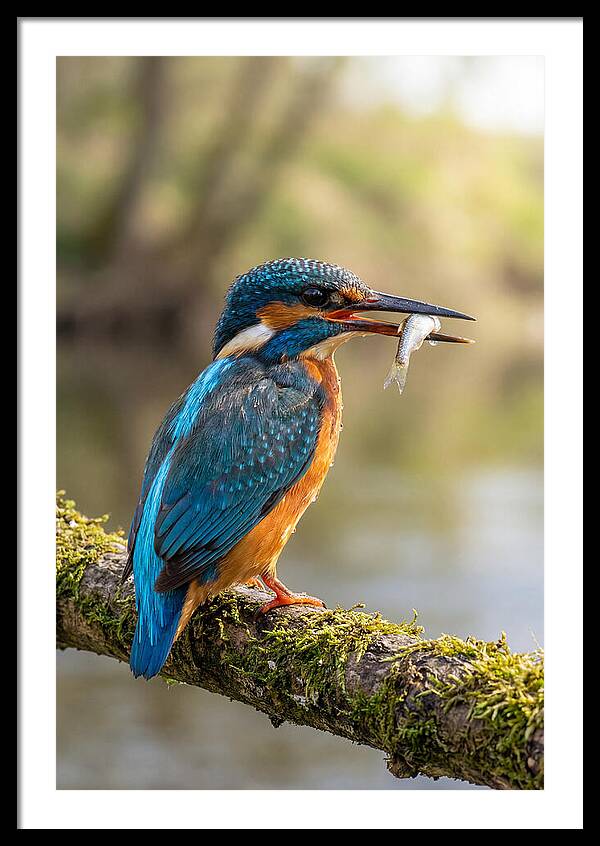 Kingfisher With Catch