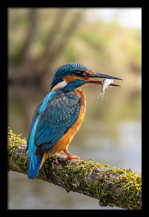 Kingfisher With Catch