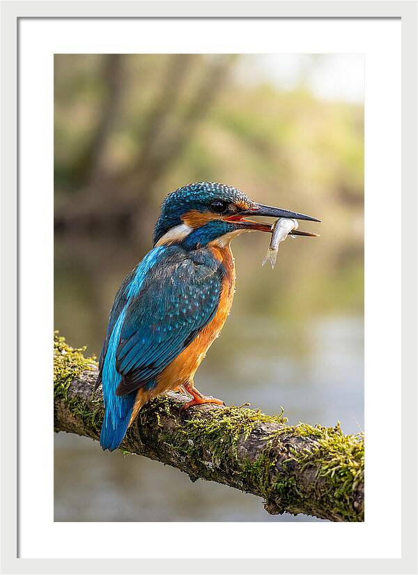 Kingfisher With Catch