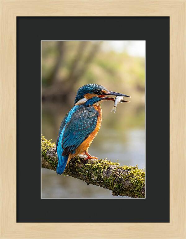 Kingfisher With Catch