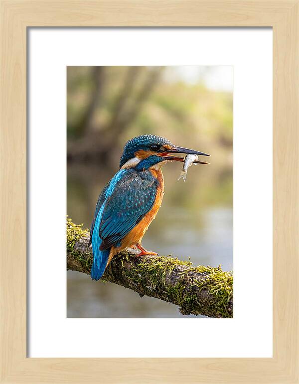 Kingfisher With Catch