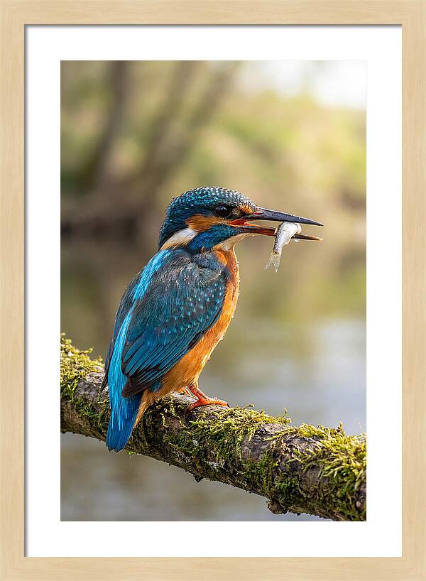 Kingfisher With Catch