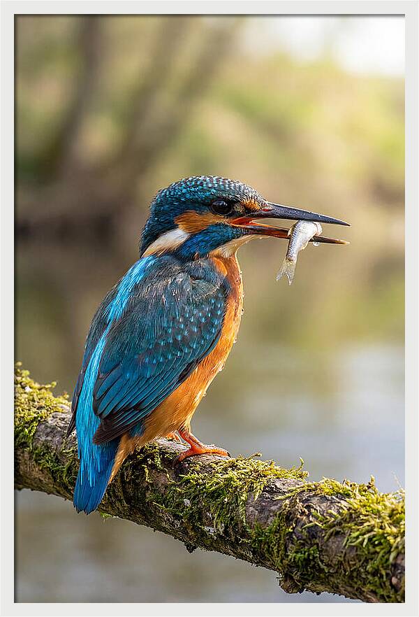 Kingfisher With Catch