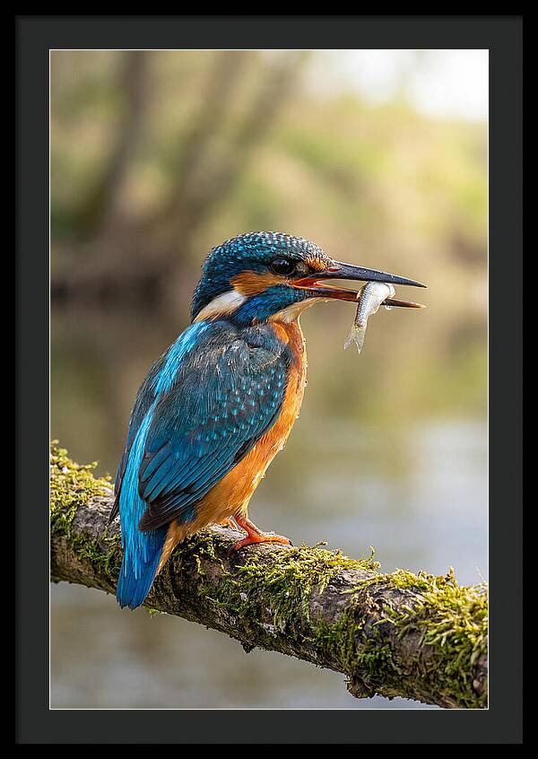 Kingfisher With Catch