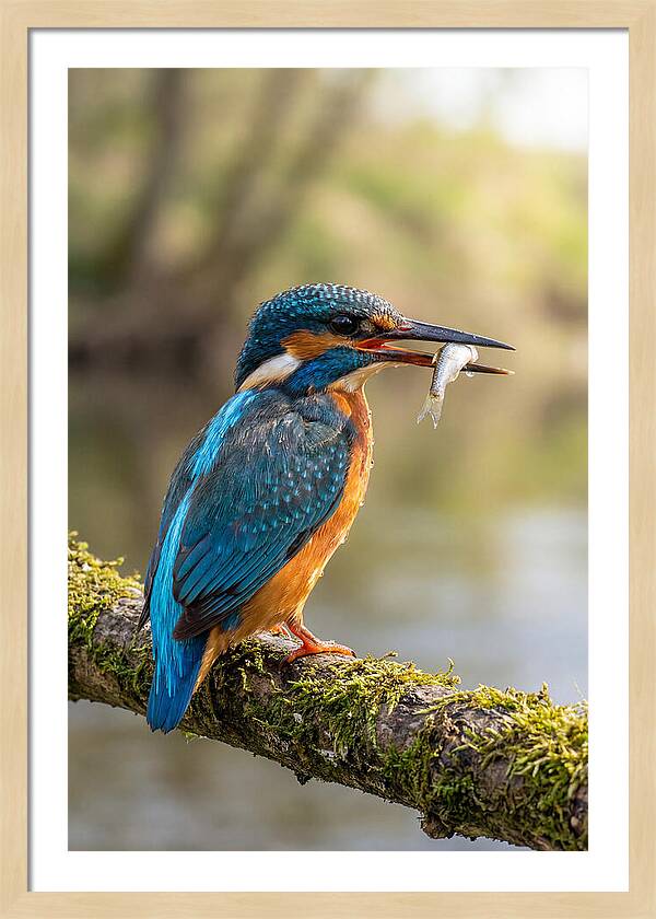 Kingfisher With Catch