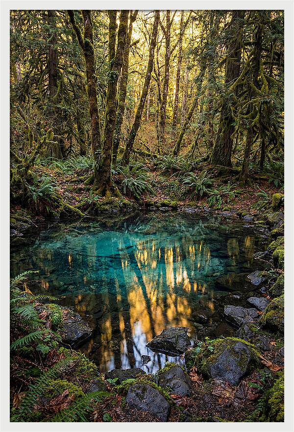 Kitch Iti Kipi Spring Serenity