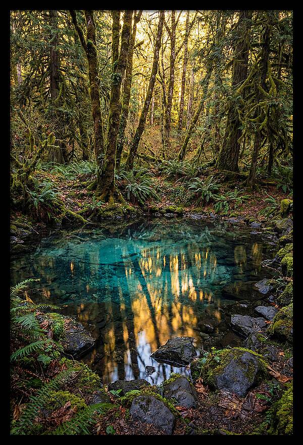 Kitch Iti Kipi Spring Serenity