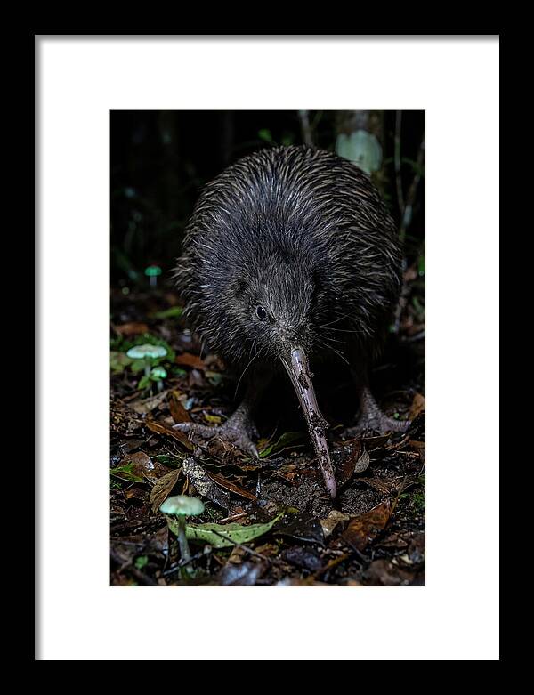 Kiwi Foraging Under Moonlight