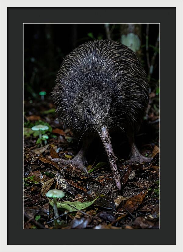 Kiwi Foraging Under Moonlight