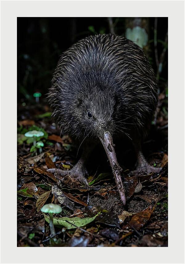 Kiwi Foraging Under Moonlight