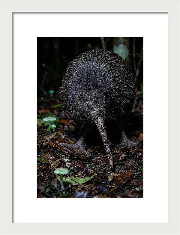 Kiwi Foraging Under Moonlight