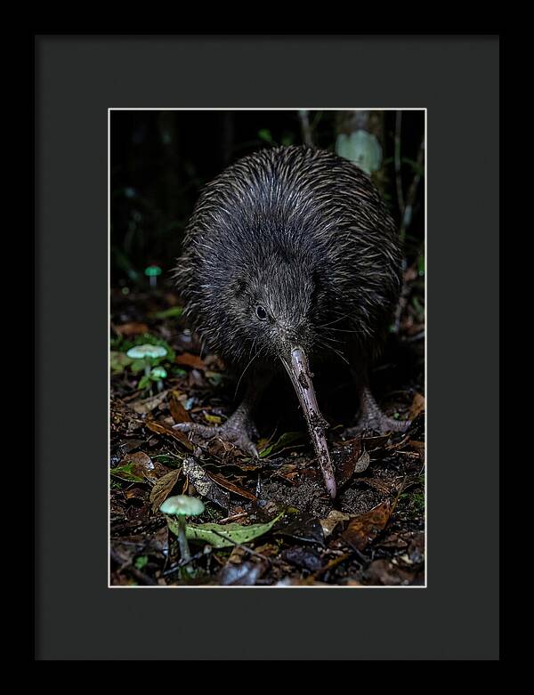 Kiwi Foraging Under Moonlight