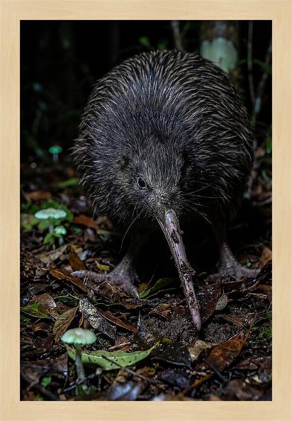 Kiwi Foraging Under Moonlight
