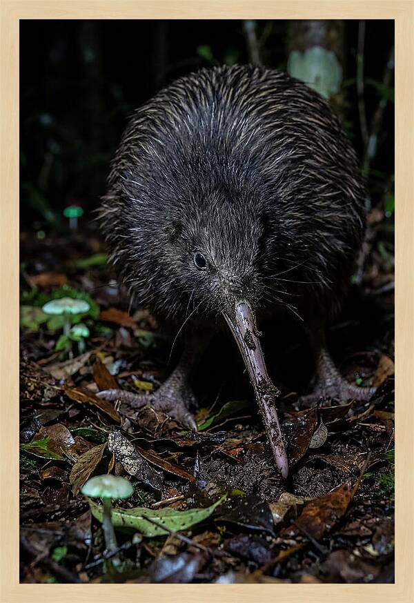 Kiwi Foraging Under Moonlight