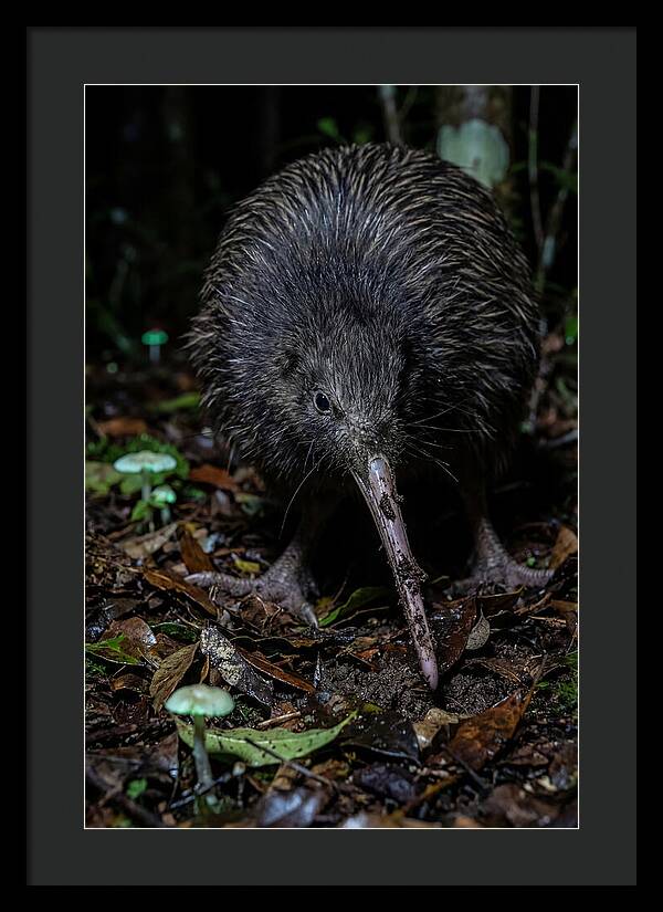 Kiwi Foraging Under Moonlight