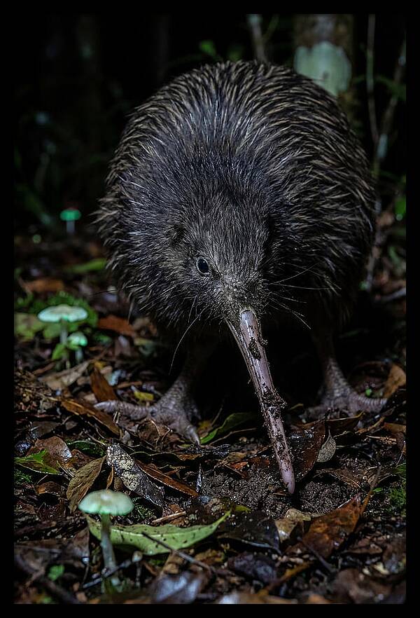 Kiwi Foraging Under Moonlight