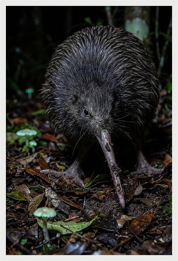Kiwi Foraging Under Moonlight