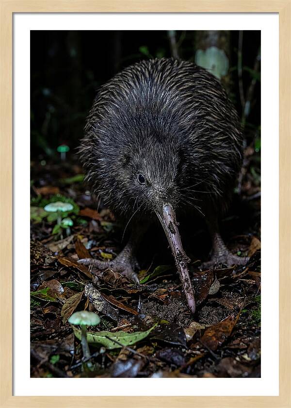 Kiwi Foraging Under Moonlight