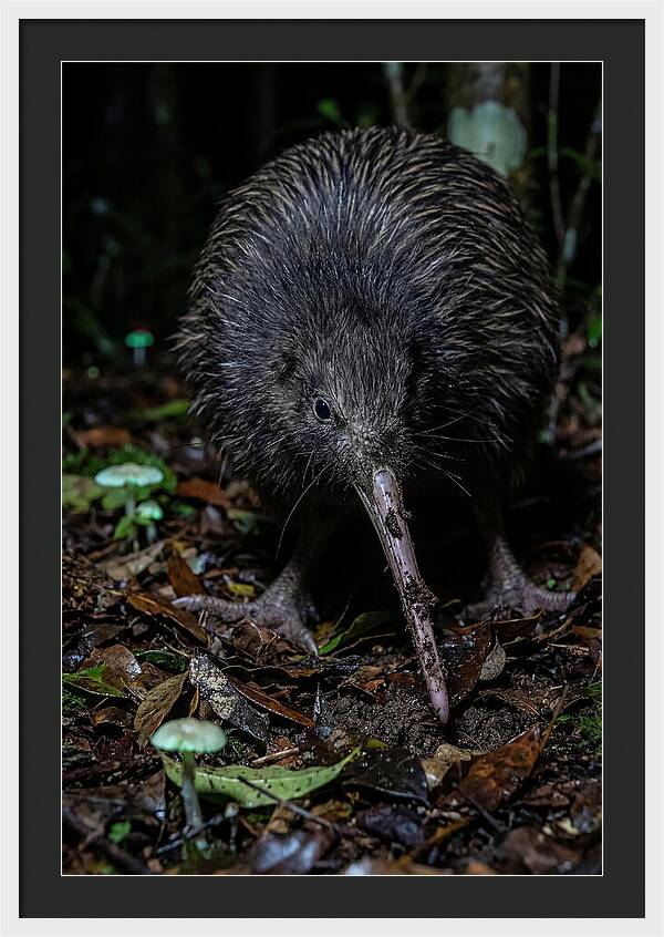 Kiwi Foraging Under Moonlight